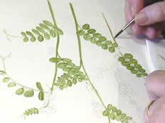 Intro to Botanical Art with Marion Wilson, Quirky Workshops at Greystoke Cycle Cafe