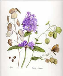 Intro to Botanical Art with Marion Wilson, Quirky Workshops at Greystoke Cycle Cafe